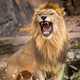 Illustration for article titled Really, Sis? Woman Risks Her Own Circle of Life in Dance With a Real ‘Lion King’ at NYC’s Bronx Zoo